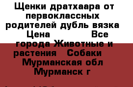 Щенки дратхаара от первоклассных  родителей(дубль вязка) › Цена ­ 22 000 - Все города Животные и растения » Собаки   . Мурманская обл.,Мурманск г.